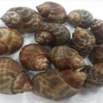 Top-Shell 11